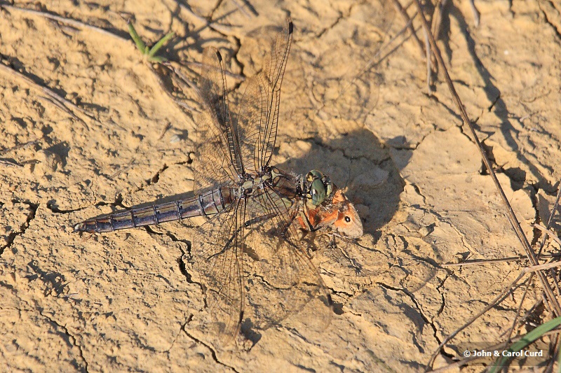 IMG_1922 Orthetrum cancellatum female.JPG